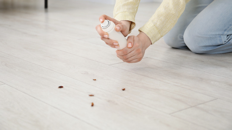 Cockroaches on a shelf inside a house