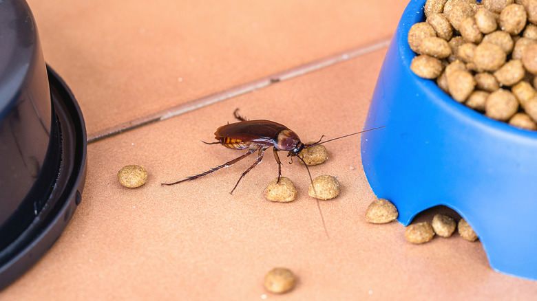A cockroach next to a pet food bowl full of food