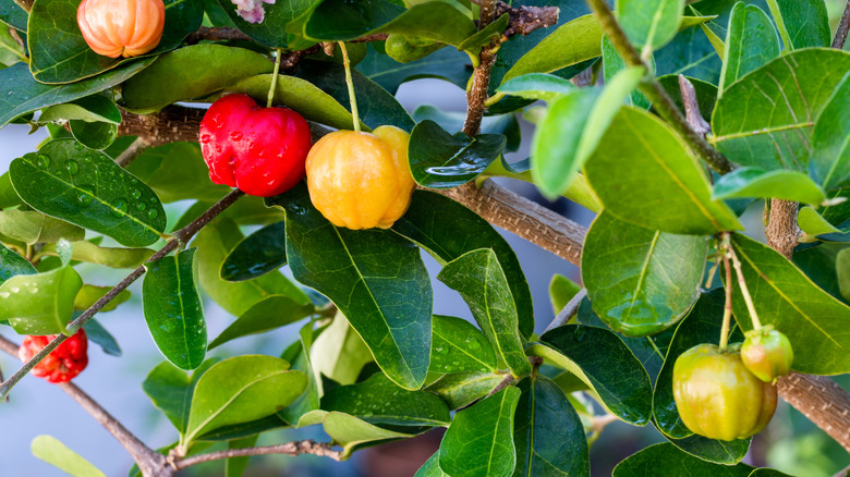 Acerola shrub