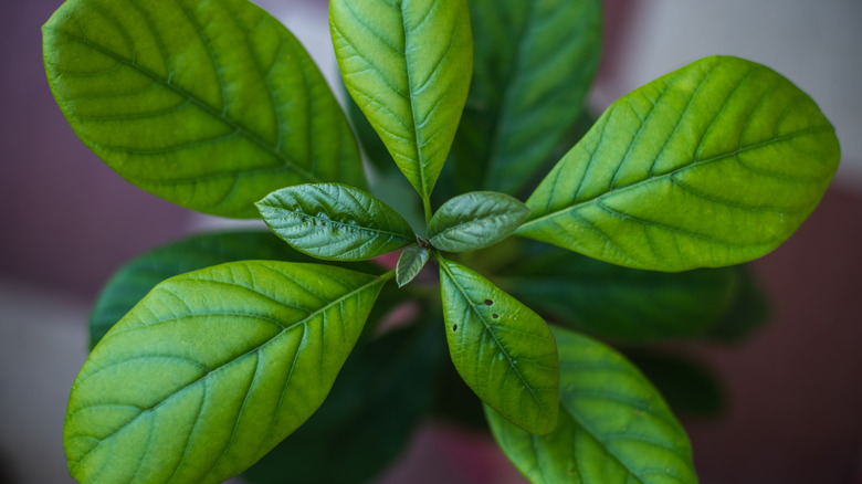 Leaves of avocado tree