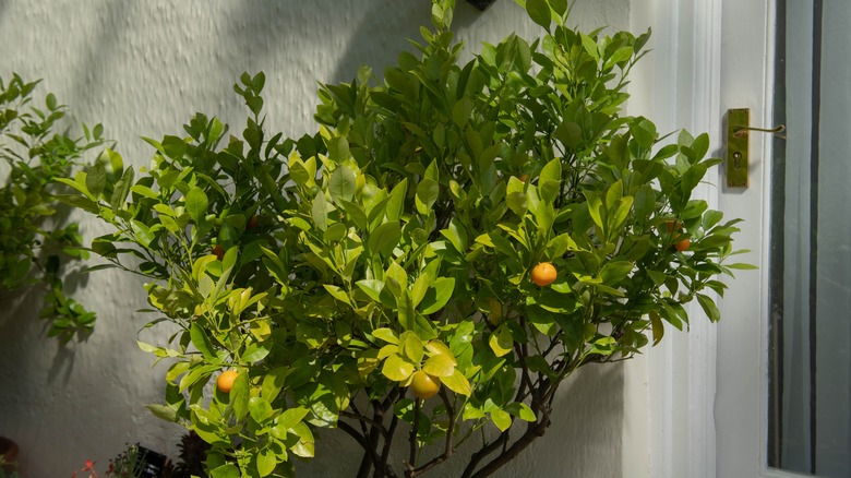 Potted calamondin orange tree