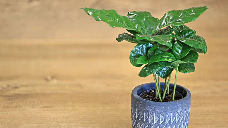 Young coffee plant in pot