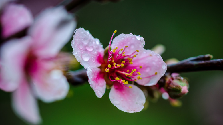 Dwarf nectarine tree flower