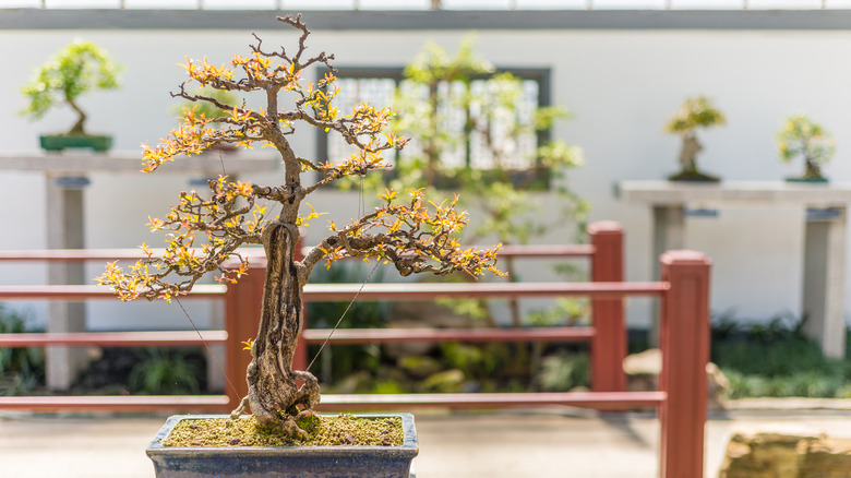 Dwarf pomegranate bonsai