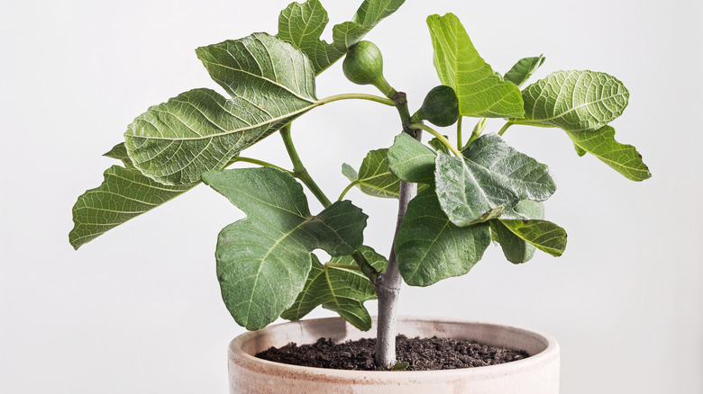Young potted fig tree