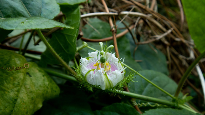 Ground cherry flower