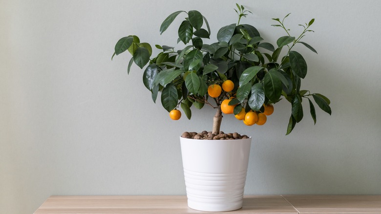 Indoor fruit tree