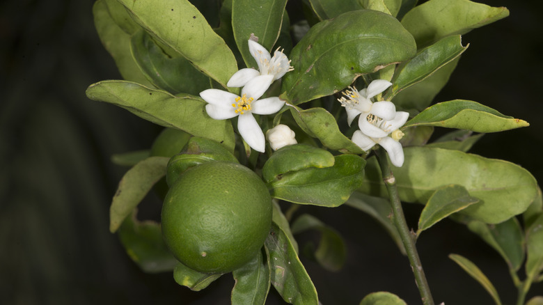Key lime tree with fruit