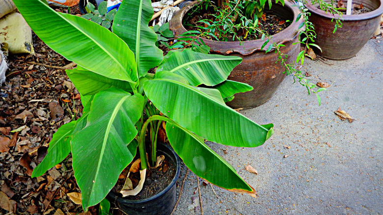 Potted lady finger banana tree