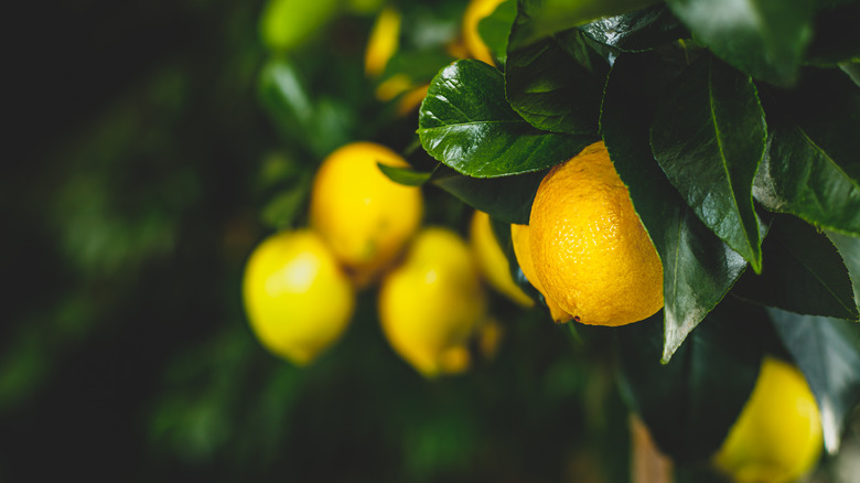 Citrus limon tree