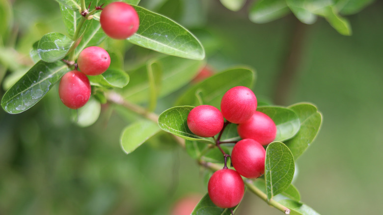 Miracle berry tree berries