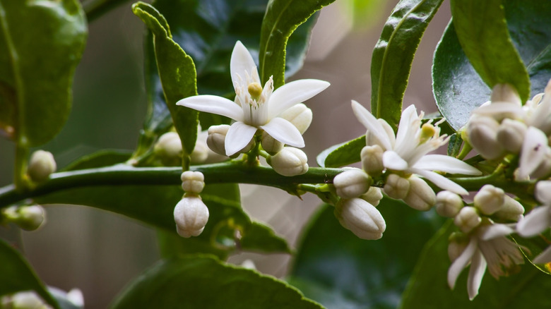 Olive tree flowers