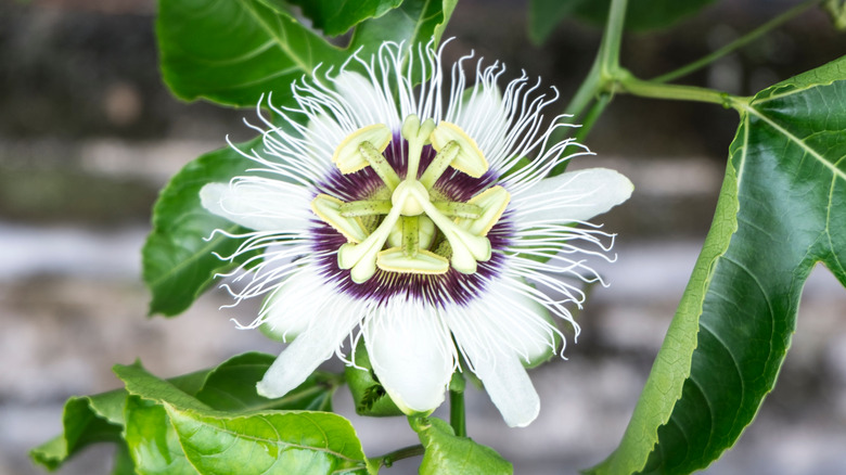 Passion fruit tree flower