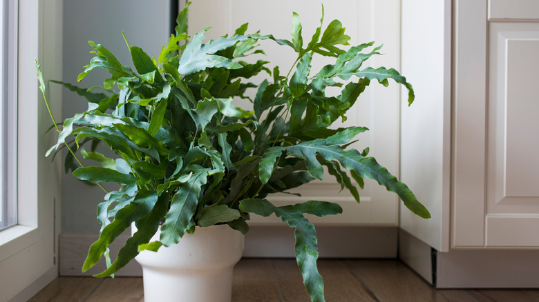 A blue star fern on the floor in a house near a window.