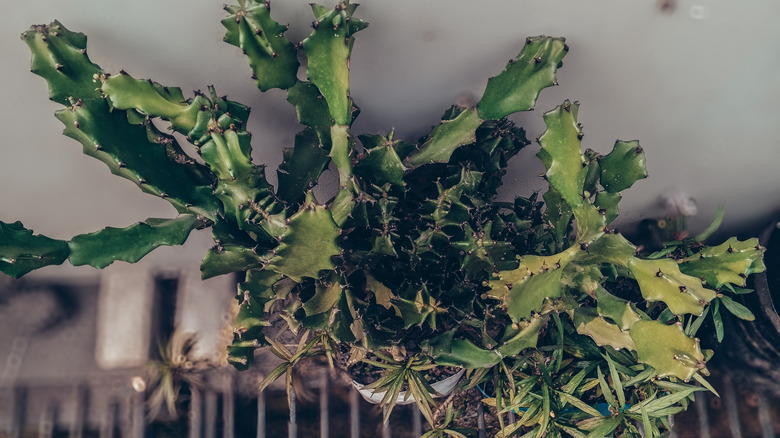 A baby candelabra cactus in a terracotta pot on a kitchen counter.
