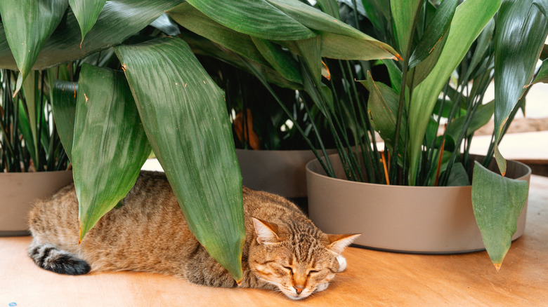 A cat sleeping under a potted cast iron plant.