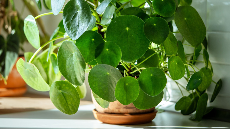 A large Chinese money plant growing in a clay pot on a kitchen countertop.