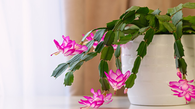 An indoor Christmas cactus in a white pot with vibrant pink flowers.