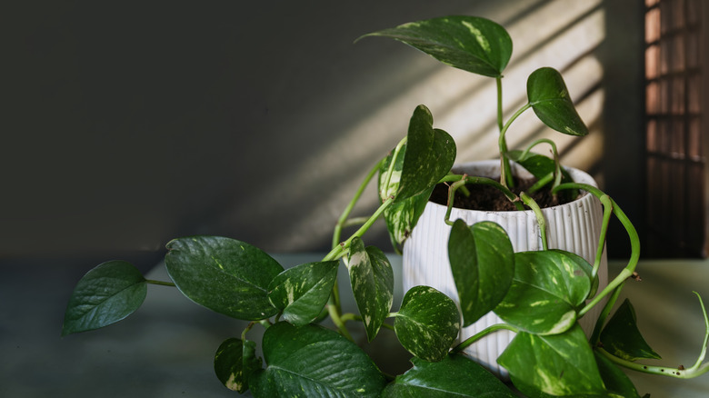 A Devil's ivy plant in a pot.