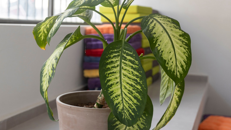 A dumb cane with green and yellow variegated foliage in an gray plastic pot.