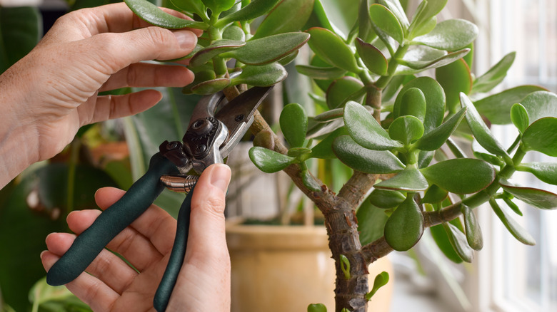 A person cuts a branch off an indoor potted jade plant with a pair of pruners.