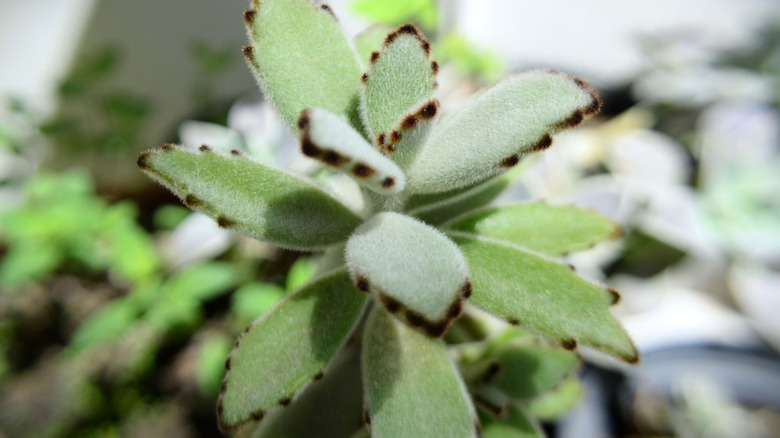 The beautiful black-edged leaves of a fuzzy panda plant.