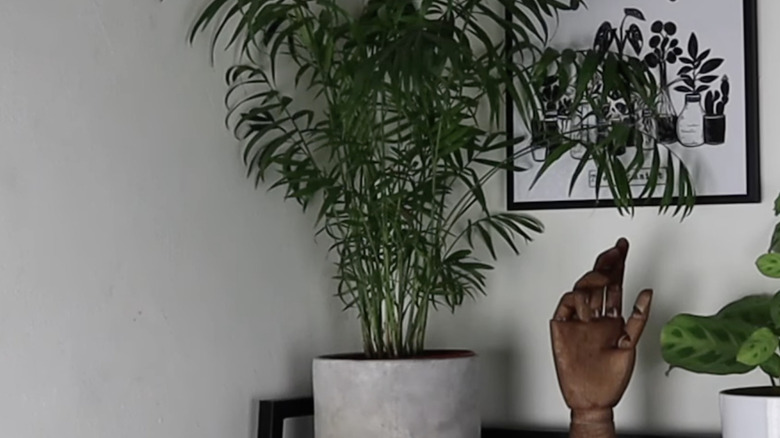 A parlor palm in a white pot in a shelf in the corner of a room.