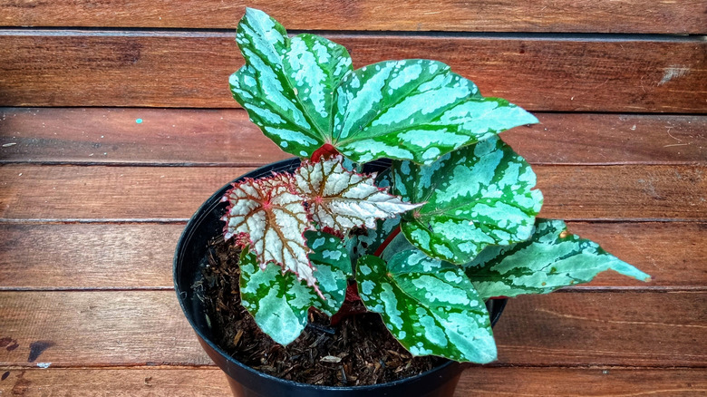 Variegated rex begonia with silver- and green-patterned leaves in a black plastic pot on a wooden tabletop.