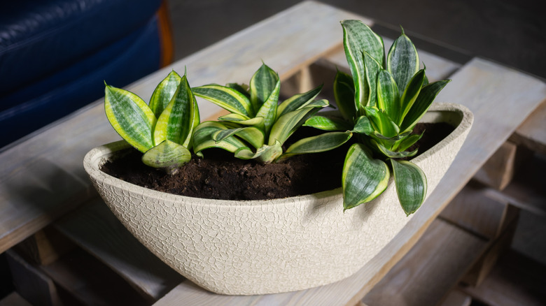 A snake plant in an oval flowerpot on a glass table.