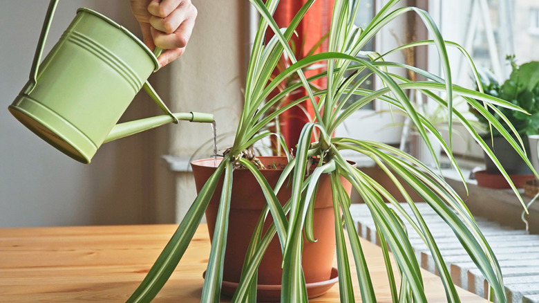 A person waters a spider plant growing in an orange plastic pot on a wooden table nearby a window.