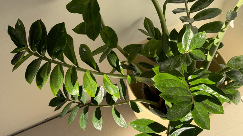 A ZZ plant growing in a pot in a house.