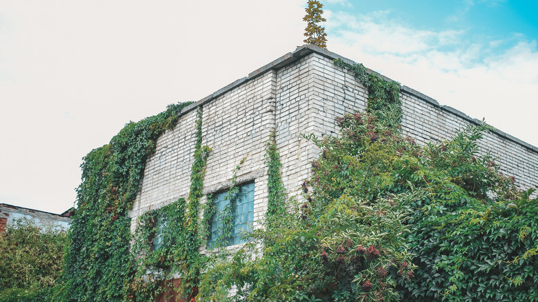 Plants covered building