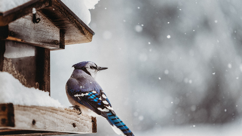 bird on bird feeder