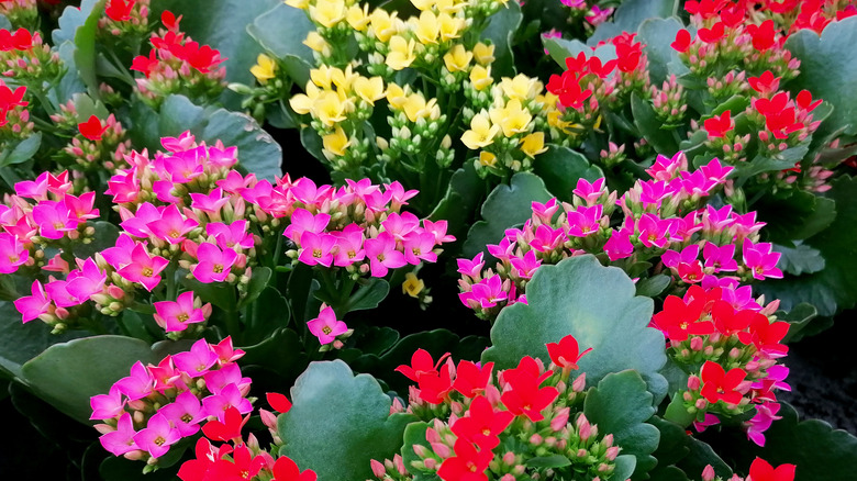 Kalanchoe blooming in several colors 