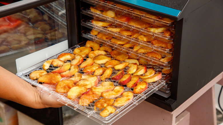 A person placing rows of sliced fruit into a smal dehydrator