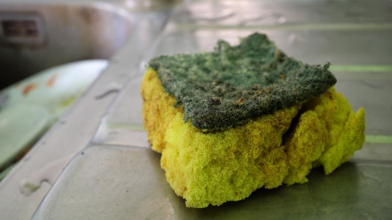 Close up of dirty used kitchen sponge on counter.