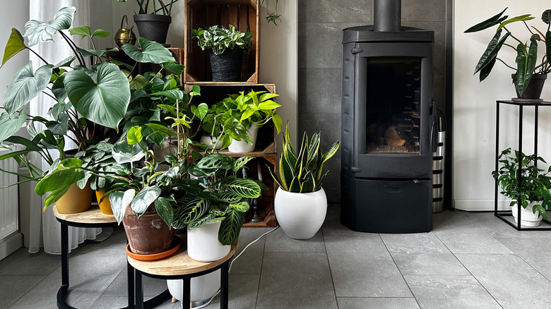 The corner of a living room with a wood burner and a variety of plants on the floor, on tables and in shelving units.