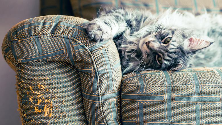 A long haired grey tabby cat lying on a checked sofa with a pilled arm from cat scratches.