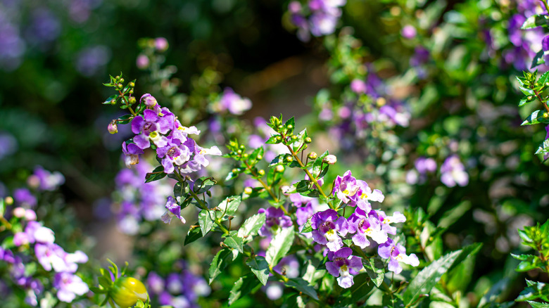 A close-up of a flowering angelonia plant