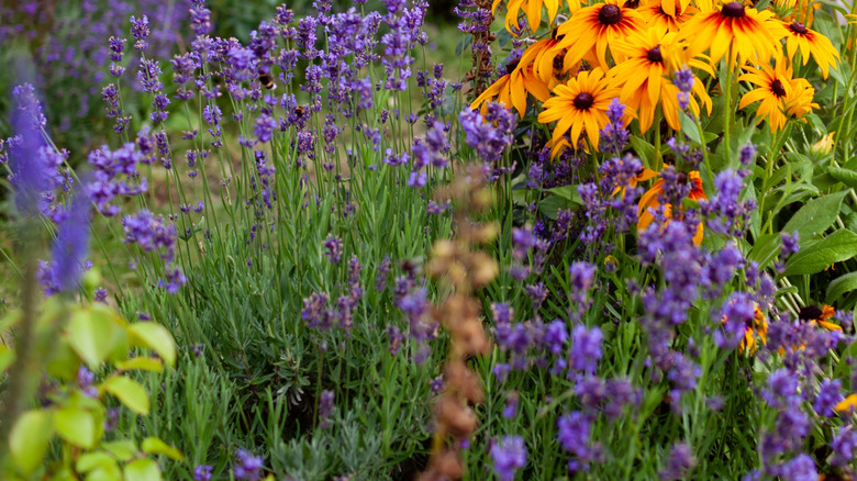 Black-eyed Susans growing alongside other wildflowers in a natural garden