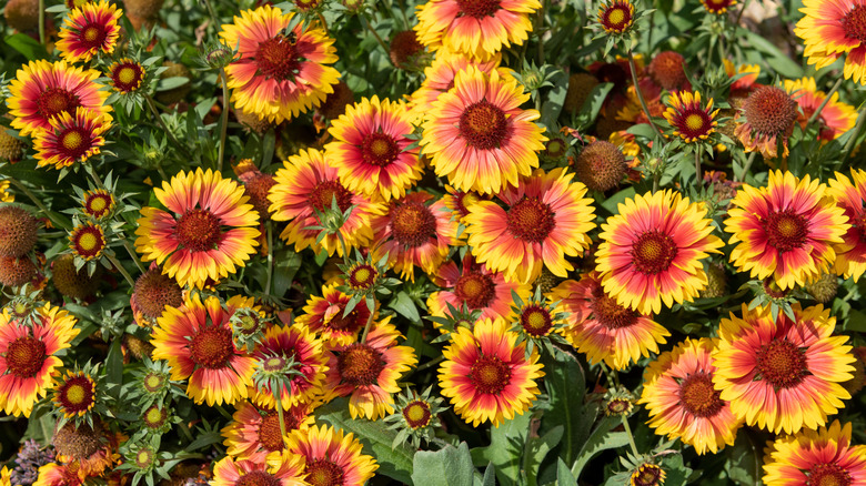 An overhead view of a large amount of blanket flowers