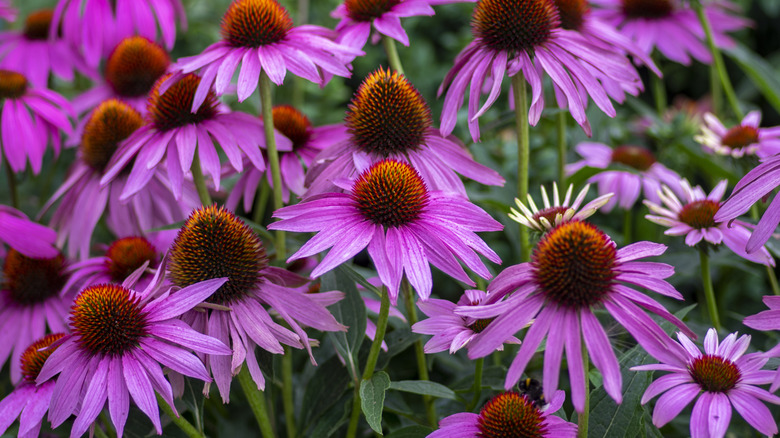 A close-up of many pink coneflowers