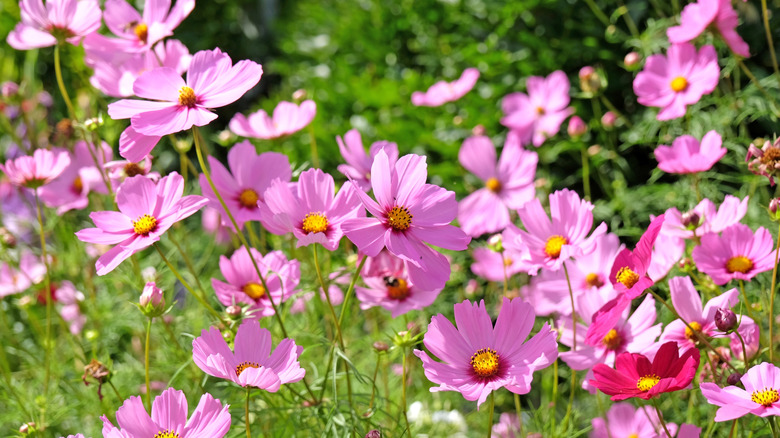 A bright field of flowering pink cosmos