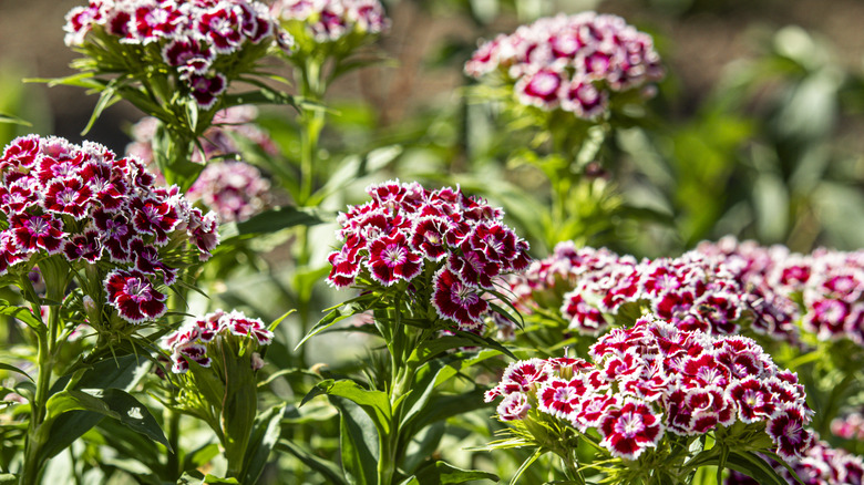 Many flowering red and white dianthus flowers
