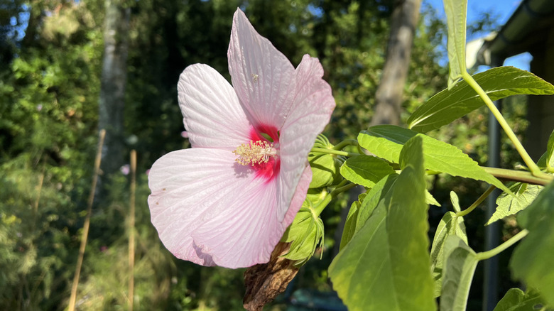 A single white blooming hibiscus flower