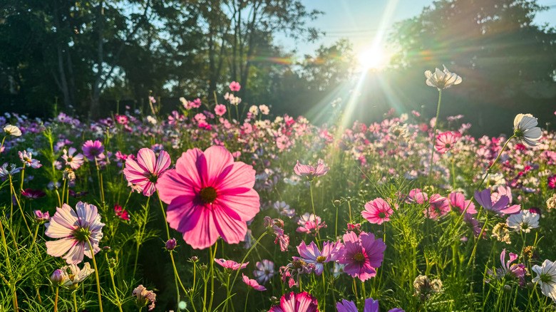 The sun shining on a field of cosmos