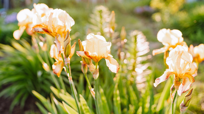 Close up shot of peach irises in the sun
