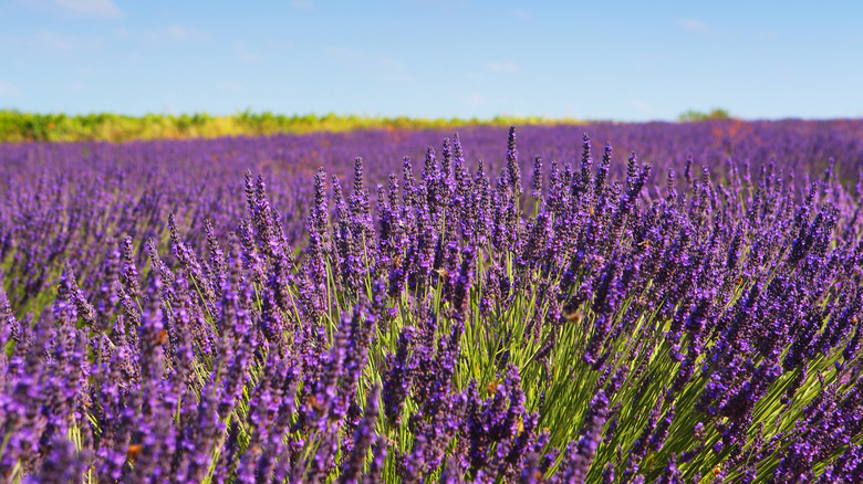 A large sunny field of lavender