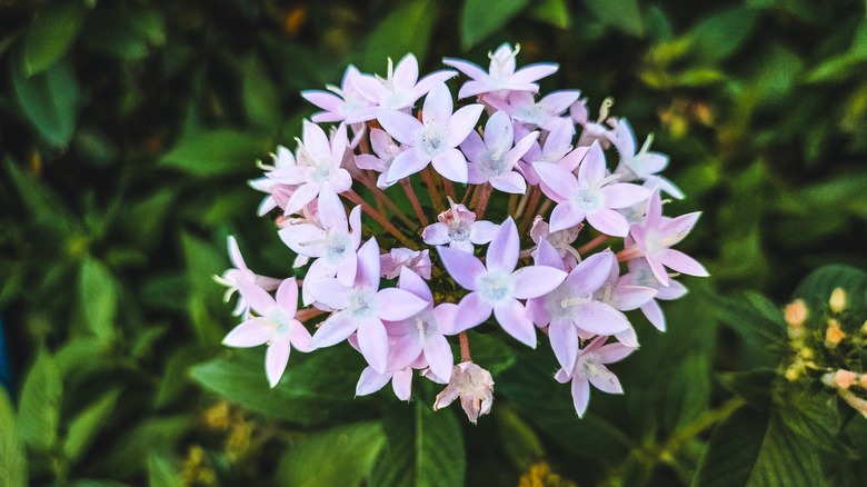 A cluster of pale pink pentas flowers