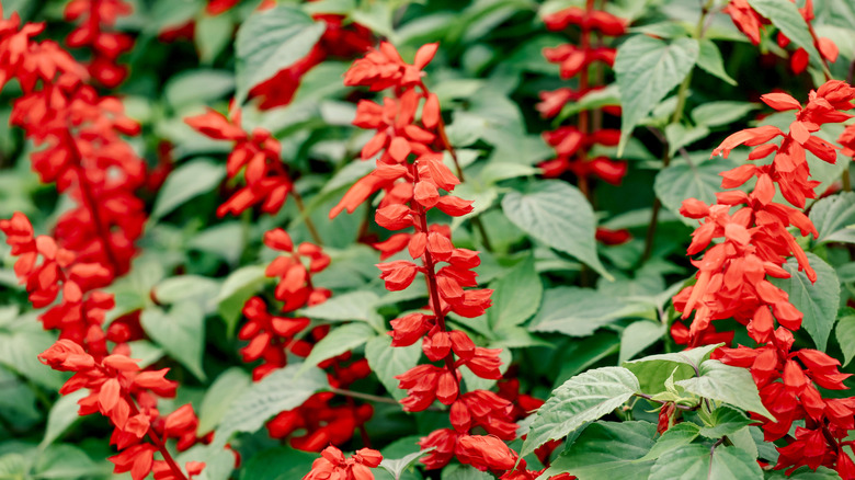 A clear view of red salvia flowers
